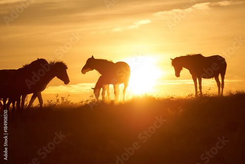 Horses graze on pasture at sunset.   The horse (Equus ferus caballus) is one of two extant subspecies of Equus ferus. It is an odd-toed ungulate mammal belonging to the taxonomic family Equidae. © Yerbolat
