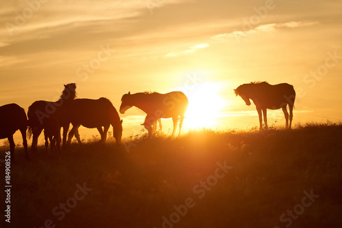 Horses graze on pasture at sunset.   The horse  Equus ferus caballus  is one of two extant subspecies of Equus ferus. It is an odd-toed ungulate mammal belonging to the taxonomic family Equidae.