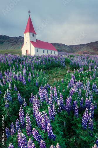 Lutheran Myrdal church surrounded by blooming lupine flowers, Vik, Iceland.