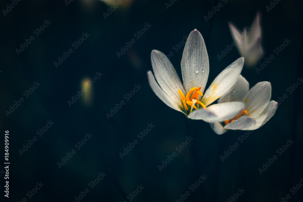 Fototapeta premium Flowers Abstract Closeup