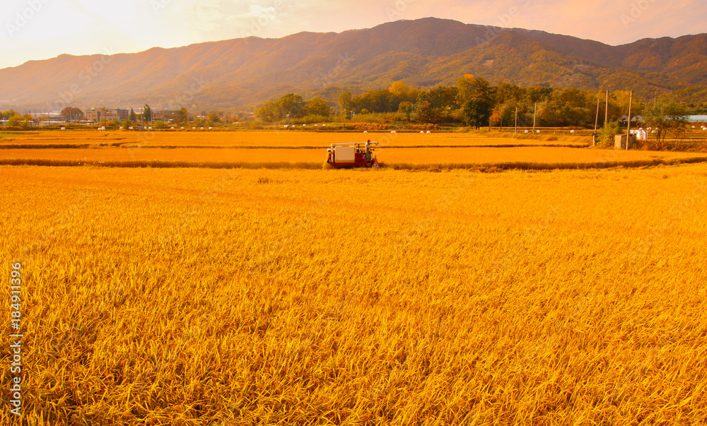 Fototapeta premium golden ripe rice field in Korea