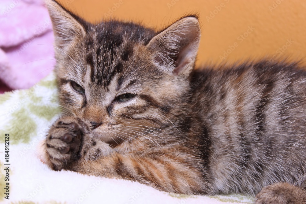 Naklejka premium ADORABLE BROWN TABBY KITTEN