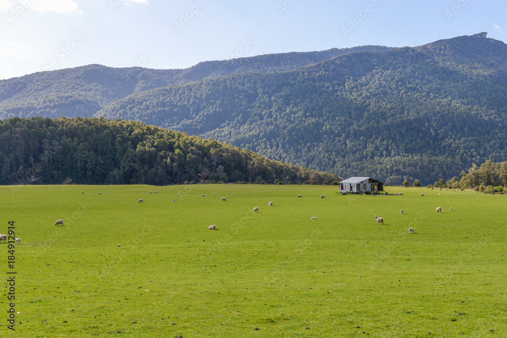 Sheep farm in New Zealand Southland