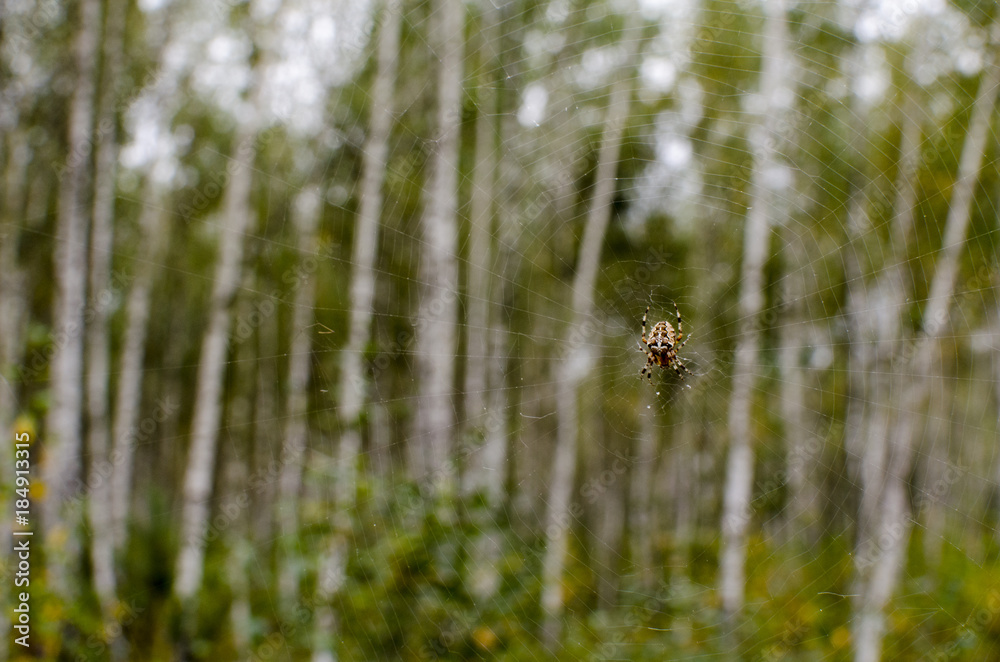 spider and his net in forest spider and his net in forest