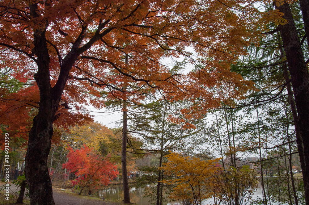 湖畔で紅葉する木々