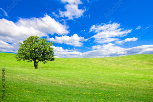 A tree on a lighted green hill under a blue sky with clouds
