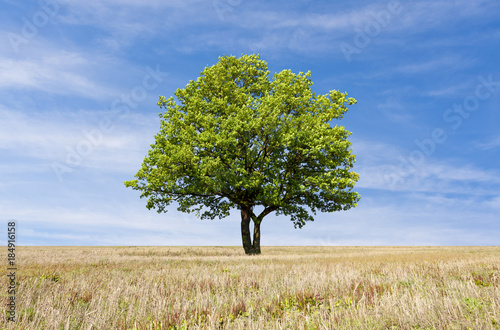 Tree with green leaves on the field in sunny day