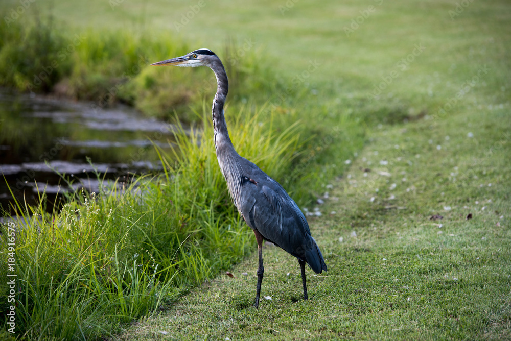 Fototapeta premium Great blue heron