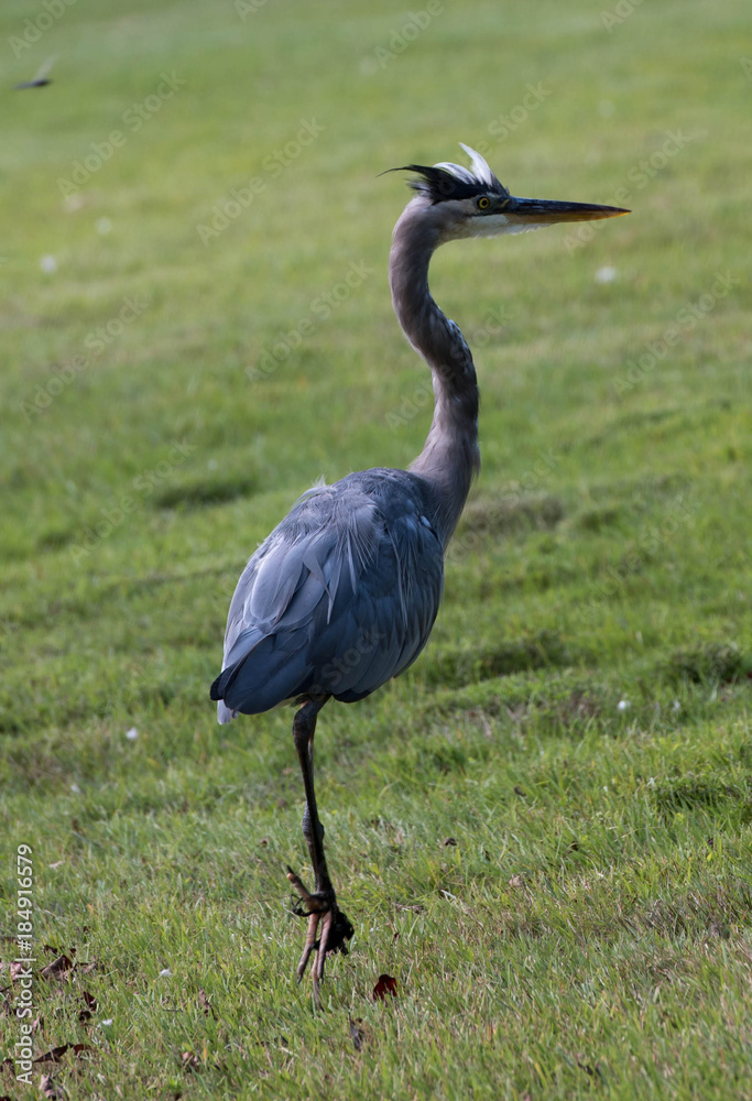 Fototapeta premium Great blue heron