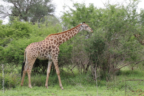 Giraffe  Safari  Hals  lang  Afrika