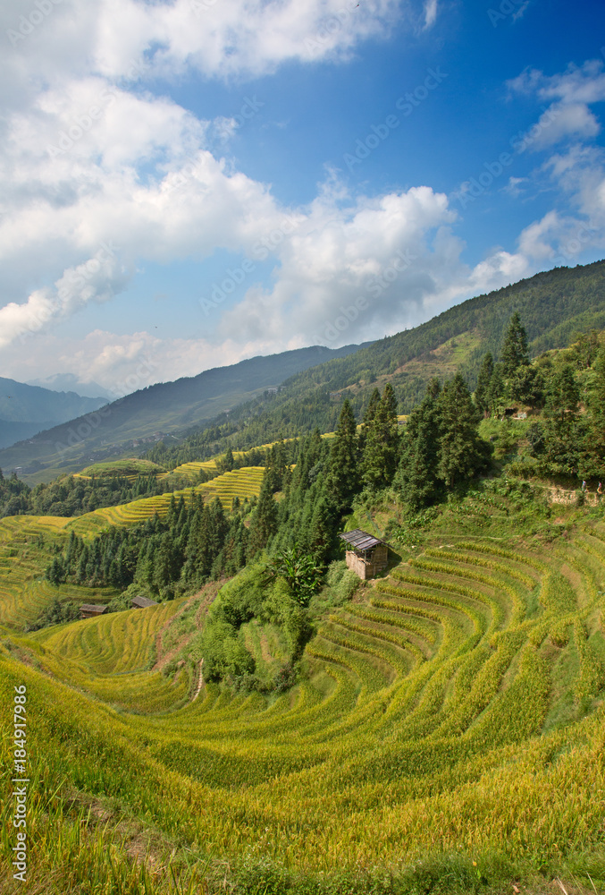 Naklejka premium Longji Rice Terraces
