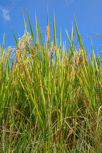 Longji Rice Terraces