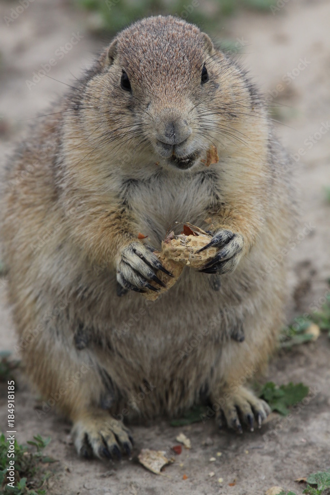 Upright picture of Prairie dog eating peanuts Upright picture of Prairie dog eating peanuts