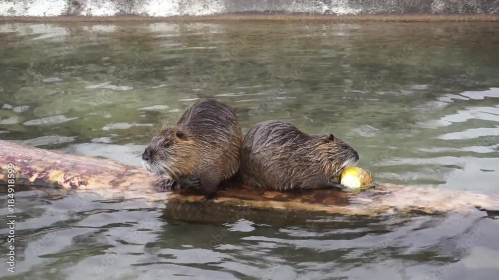 Beaver sitting on wood in water and eating Beaver sitting on wood in water and eating