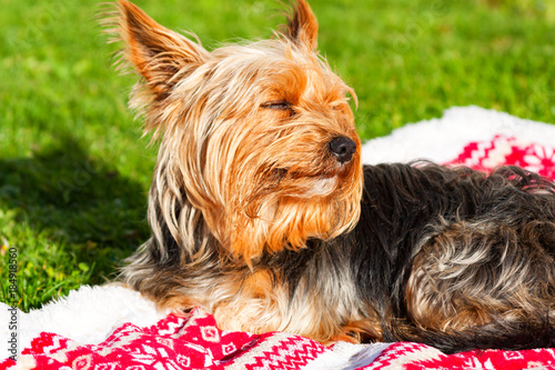 orkshire terrier on a blanket on the grass. Dog in the afternoon sun, with eyes closed. photo