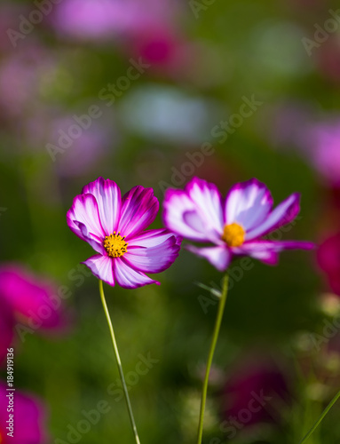 Fototapeta Naklejka Na Ścianę i Meble -  Beautiful pink sulfur cosmos in the garden.