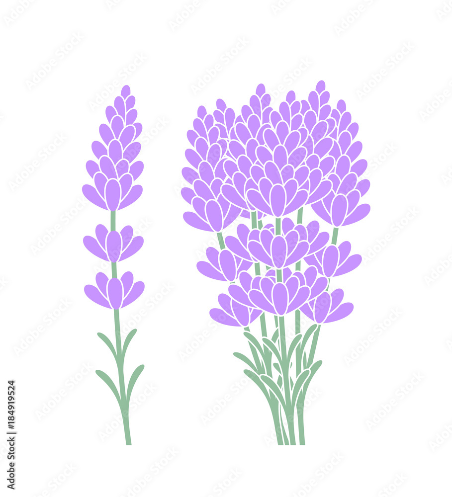 Obraz premium Bouquet of lavender flowers. Isolated lavender on white background