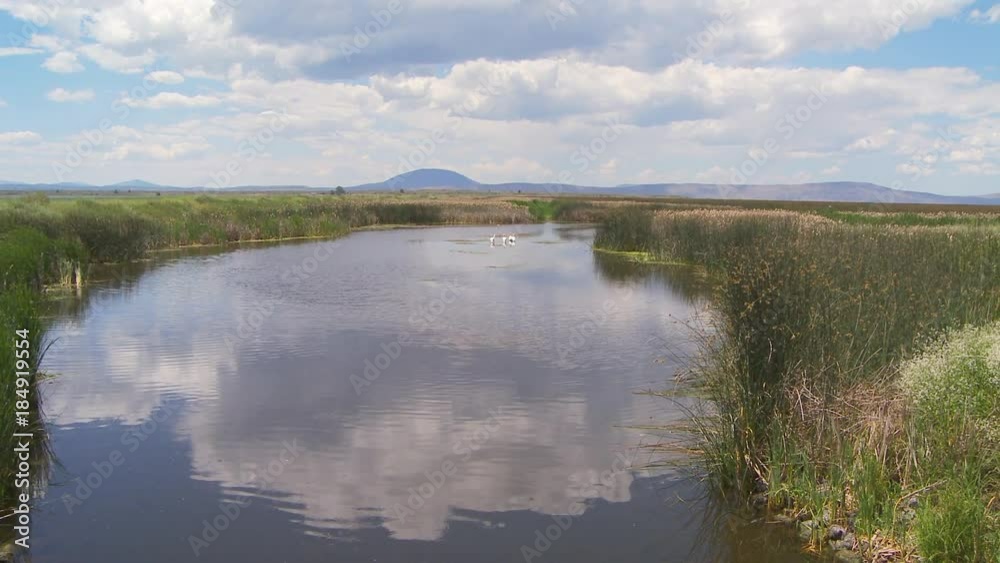 Marsh Marsh