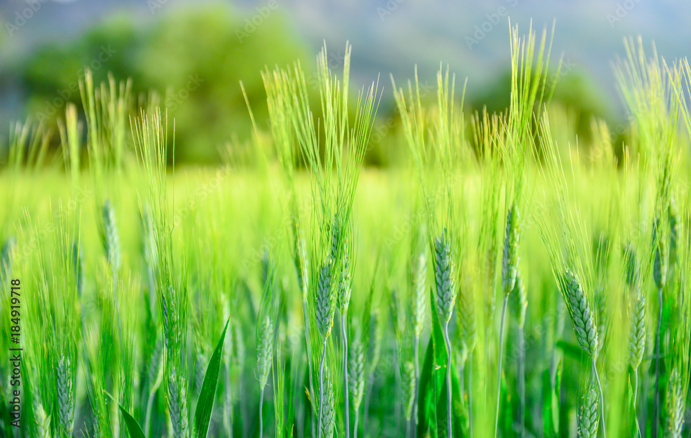 natural wheat growing and traditional seed natural wheat growing and traditional seed