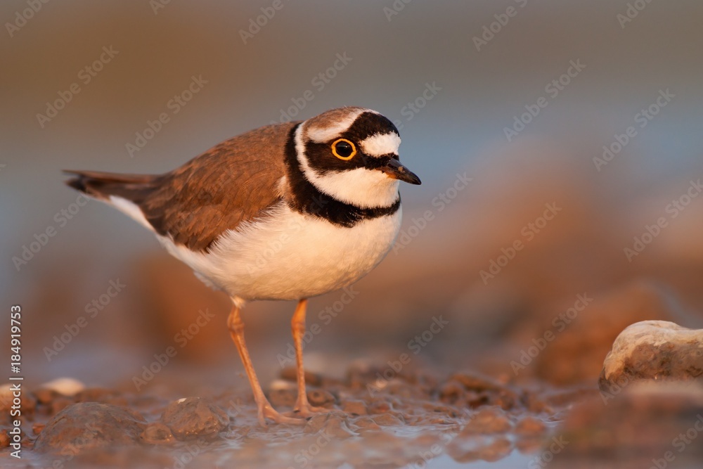 Naklejka premium Little ringed plover during sunset with beautiful warm orange background, Charadrius dubius, little wading bird in its natural environment