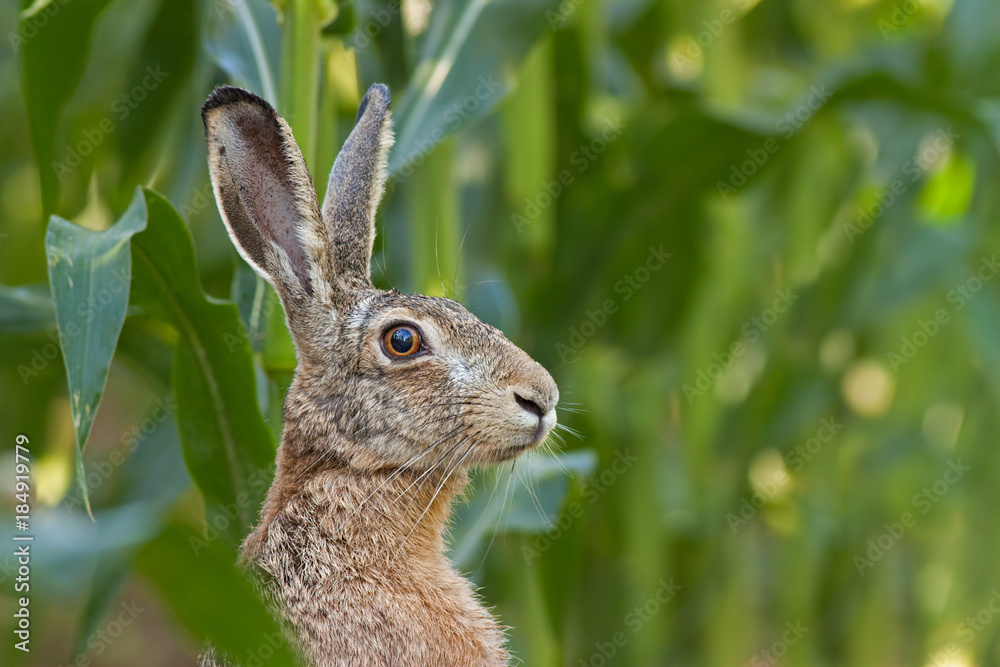 Alert European brown Hare, Lepus europaeus, facing the camera. Portrait of wild animal. Close-up of bunny in corn field.