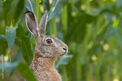 Obraz na płótnie Alert European brown Hare, Lepus europaeus, facing the camera. Portrait of wild animal. Close-up of bunny in corn field. w salonie