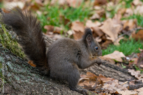Squirrel eating nut in a park during autumn