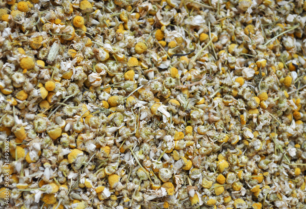 chamomile (Chamaemelum) flower background chamomile (Chamaemelum) flower background