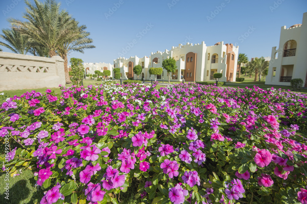 Ornamental rose periwinkle flowering plant in a formal garden Ornamental rose periwinkle flowering plant in a formal garden