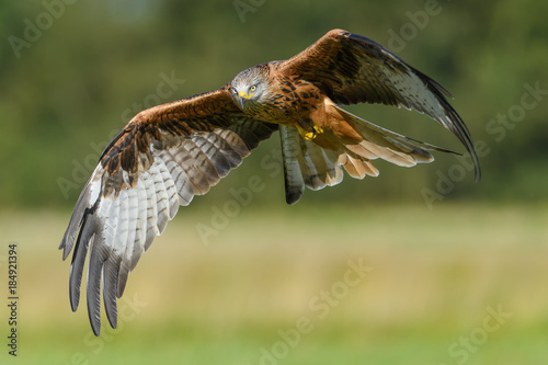 On the meadow/Red Kite