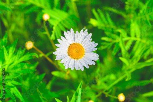 Quadro em tela Chamomile or camomile flower with drops of water on the white petals after rain on the green grass background