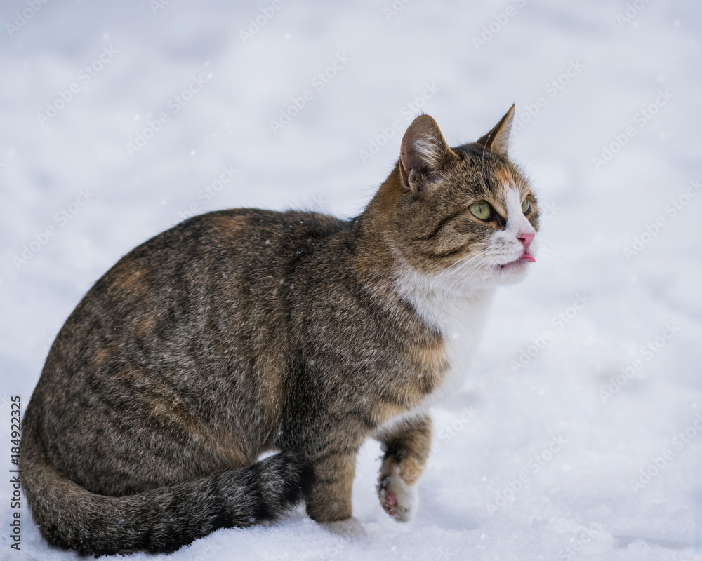 Cat lick in the winter outdoors