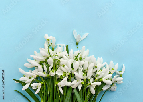 Beautiful white snowdrops Galanthus nivalis on a blue paper background with space for text. Top view, flat lay