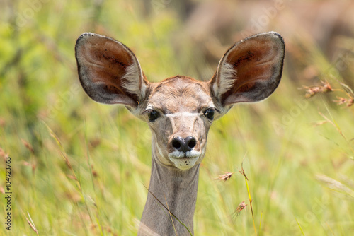 Obraz na płótnie Impala Kruger Park