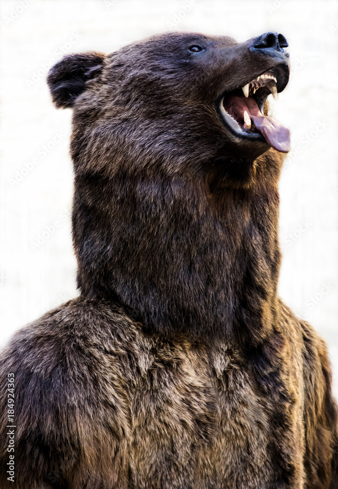 Obraz premium Grizzly bear with an open mouth and a tongue sticking out
