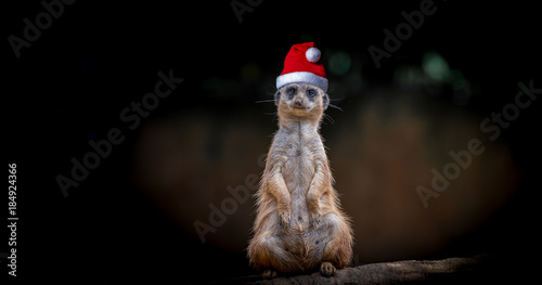 Erdmännchen mit Weihnachtsmütze photo