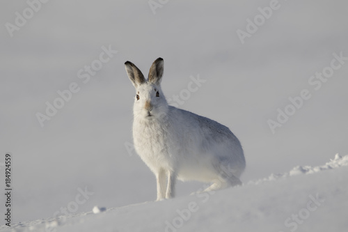 mountain hare, Lepus timidus, running, walking, sitting in snow during winter  with white moult in the cairngorm national park, scotland