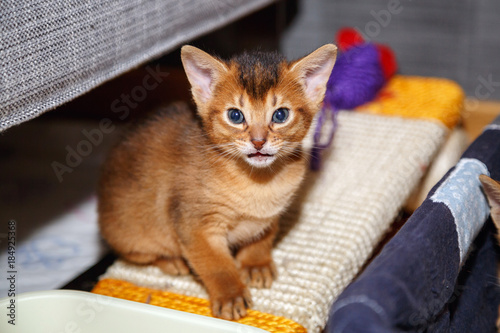 Funny Abyssinian kitten sitting on the scratching post and looking in the camera. photo