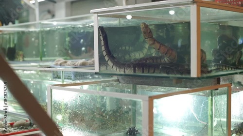 Slowmotion shot of an aquarium with snakes and other sea animals at an asian night market photo