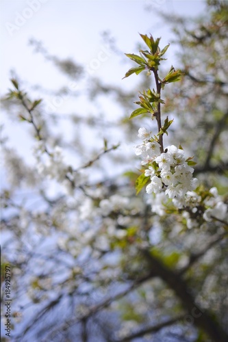 BRANCHE D ARBRE   FLEUR