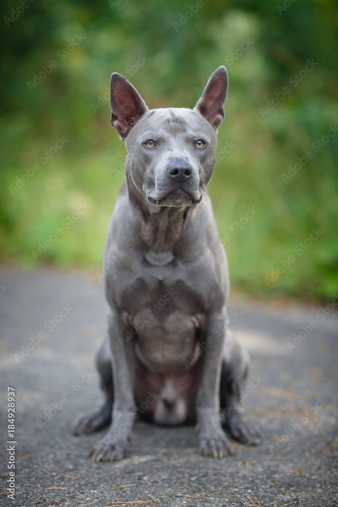 thai ridgeback dog outdoors