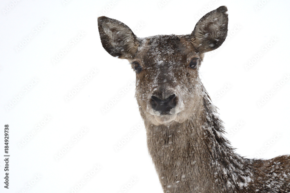 Obraz premium Deers during the heavy snowing in the winter snow 