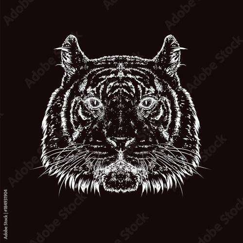 Fototapeta Naklejka Na Ścianę i Meble -  A beautiful tiger. Vector illustration. Wild animal, predator.