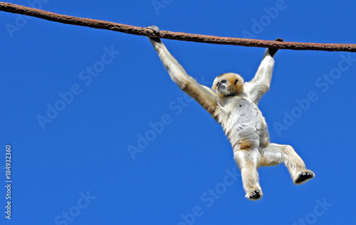 Photo Gibbon hanging from a cable at the Denver Zoo