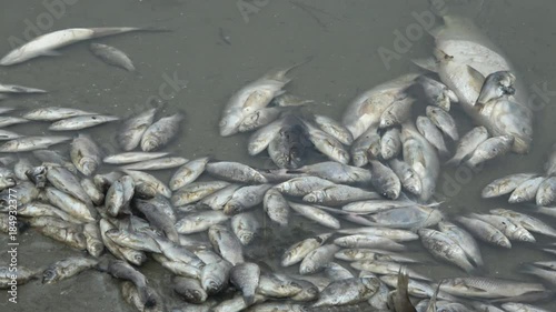 poisoned dead fish in contaminated water