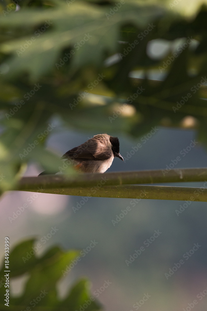 Fototapeta premium Sooty-headed Bulbul