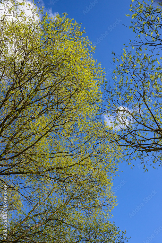 Obraz premium Spring trees