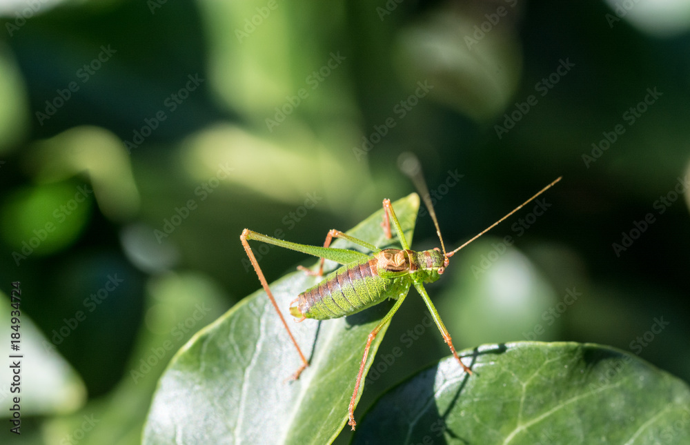 A green grasshopper on a leaf macro picture A green grasshopper on a leaf macro picture