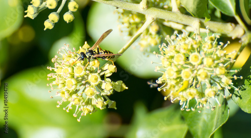 A wasp on a plant macro picture