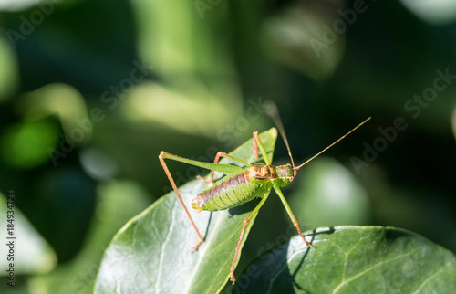 A green grasshopper on a leaf macro picture